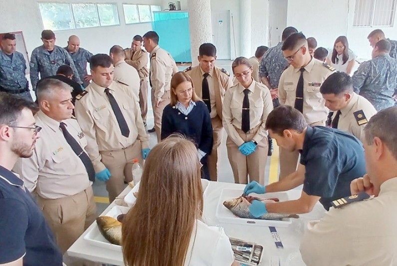 caru jornada