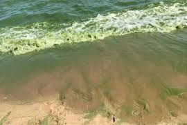 cianobacterias en la Laguna del Sauce