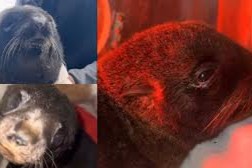 lobo marino en costas