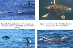 delfines y tortugas