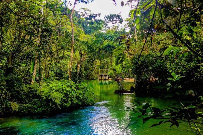 especies en la selva