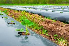 suelos y el control de plagasjpg