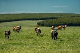 forestación al sistema productivo