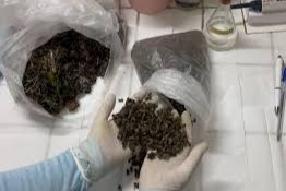 Alta mortandad de abejas