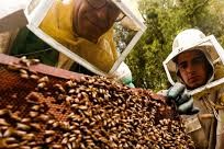 Apicultores en zafra agridulce