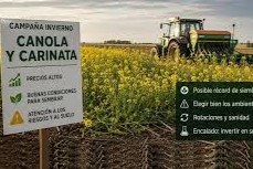 Canola y carinata