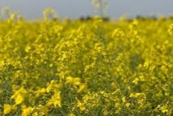 Colza carinata y trigo