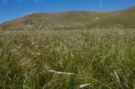 Día Nacional del Campo Natural