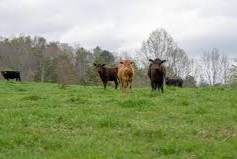 INIA emisiones de metano en la ganadería