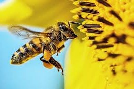 Logran alimento para abejas