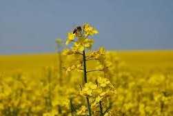 Luz amarilla para cultivos de invierno