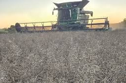 Panorama de los cultivos