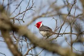 biodiversidad de sus reservas