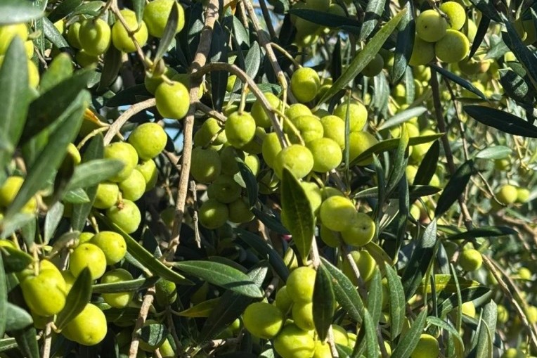 aceitunas