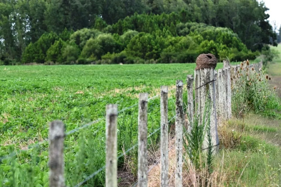 campo 2