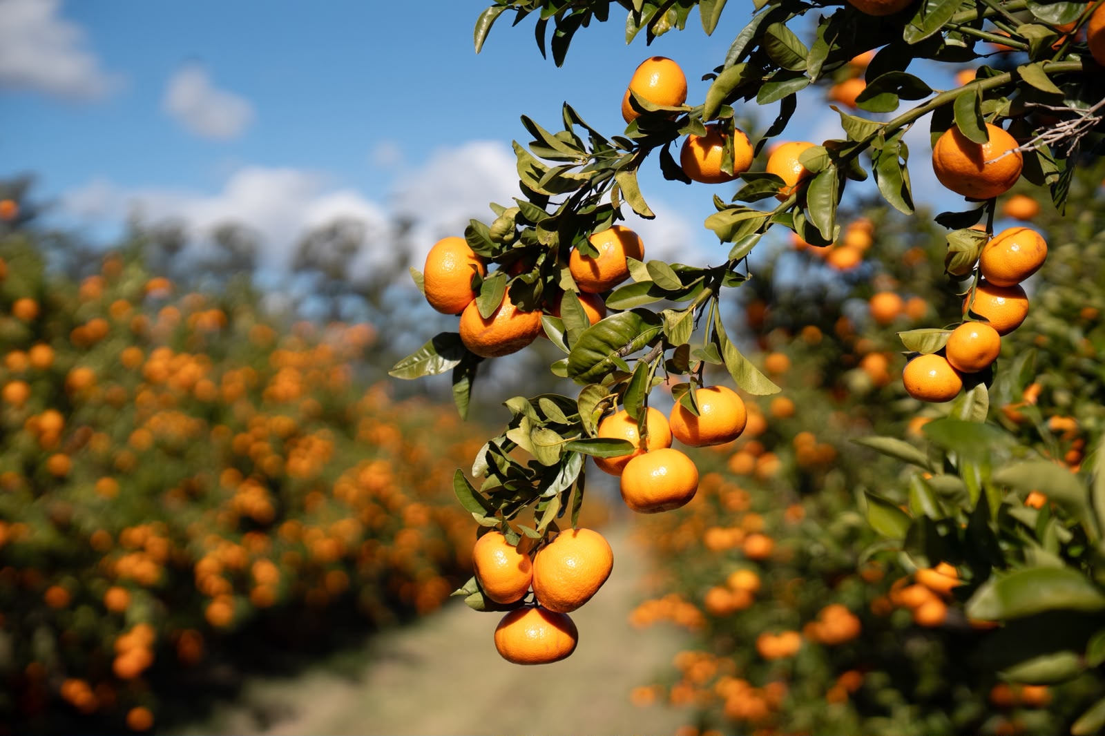 citricos paysandu