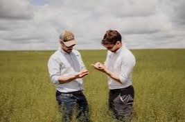 cultivo de camelina en Sudamérica