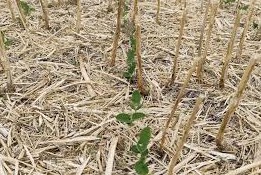 cultivos de invierno y verano