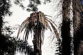 desaparecen las palmeras en Uruguay
