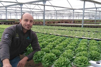 hidroponía lechugad