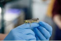 langostas que destruyen cultivos