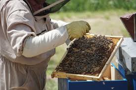 mortandad de abejas en miles de colmenas