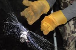 murciélago con rabian