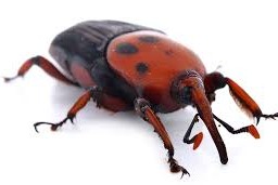 picudo rojo