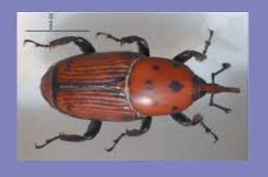 picudo rojo en Argentina