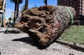 picudo rojo en pruebas de campo