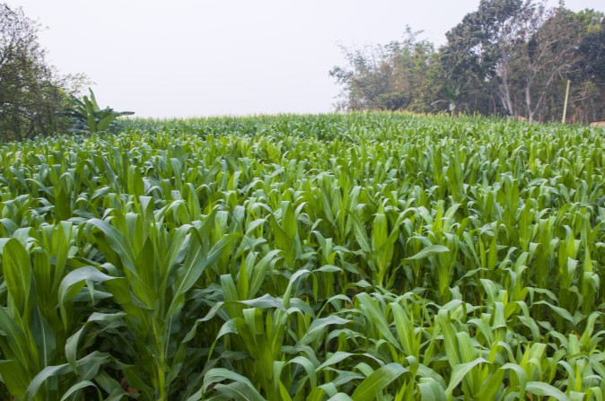 plantacion