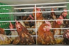 sanitaria por influenza aviar