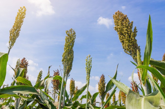 sorgo
