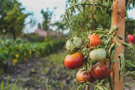 tomate en Uruguay