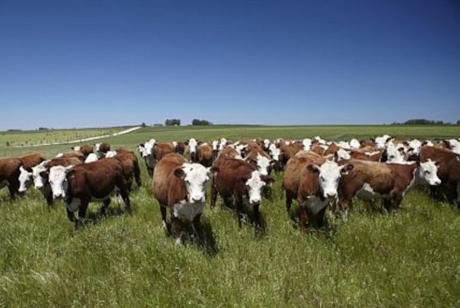 vacas 2