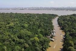 Brasil fondo forestal mundial