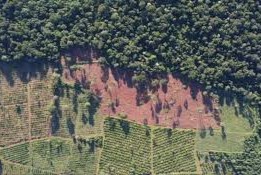 Control forestal y cuidado ambiental