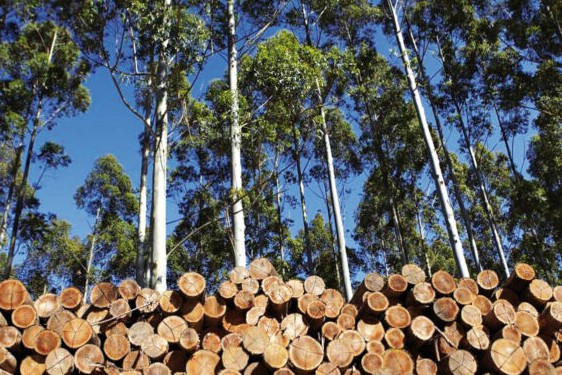 Forestales nuevas inversiones