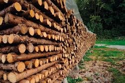 La forestación dobla la apuesta