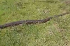 anaconda en Uruguay