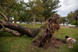 arboles en mal estado
