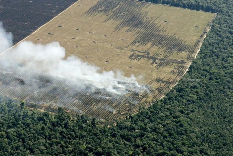 deforestación en la Amazonía