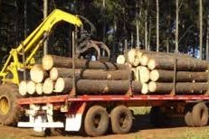 el sector forestal