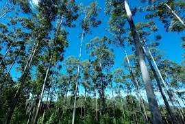 forestal paraguay