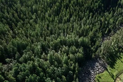forestales