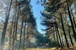 fábrica de fibra de pino