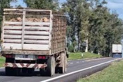 ilegal de leña desde Argentina