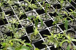 sector forestal para crecer