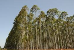 tecnología forestal
